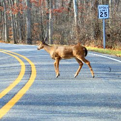 Road Safety